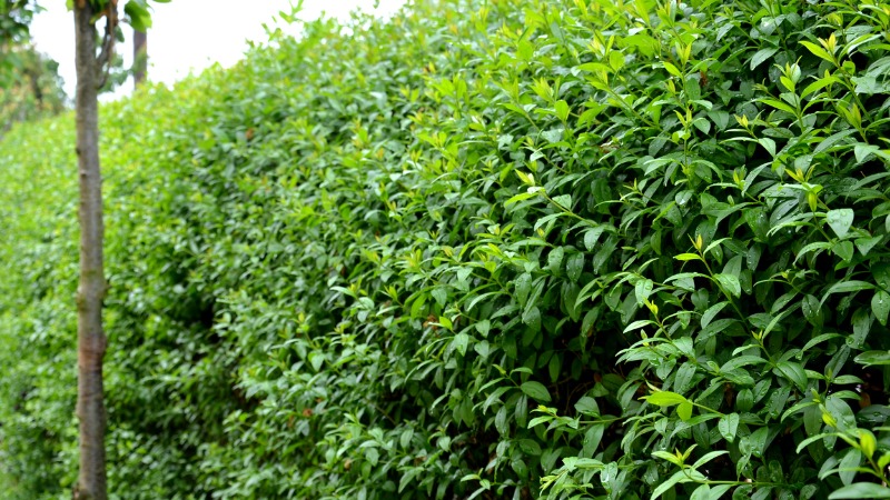 liguster haag snoeien